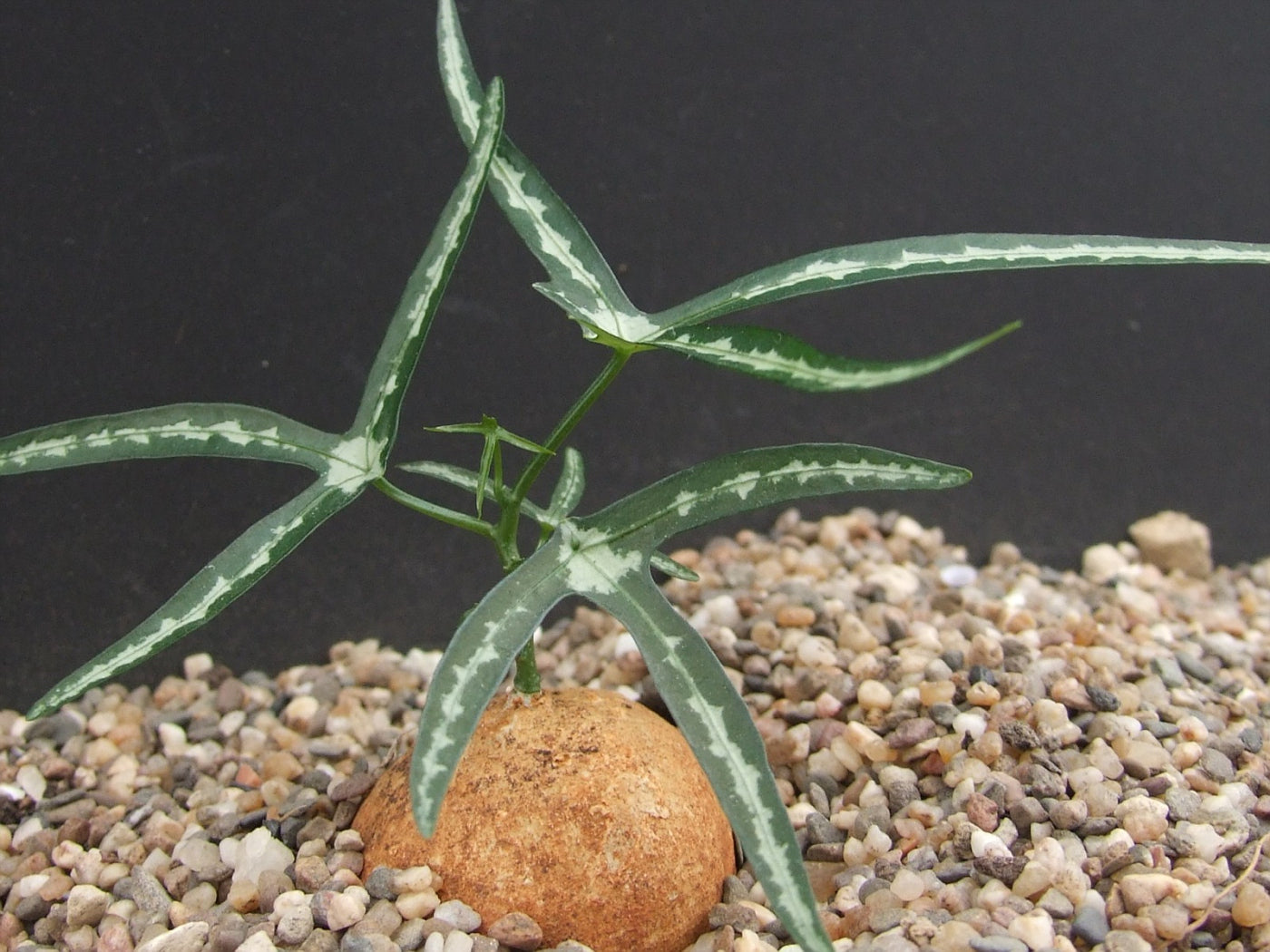 Seed | Adenia kirkii