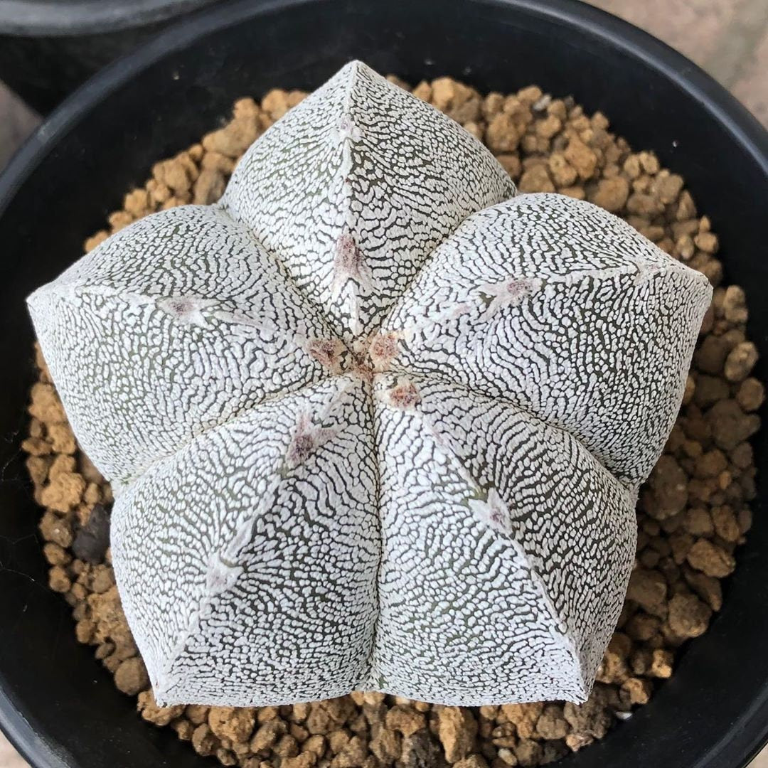 Seed | A. myriostigma cv. Onzuka